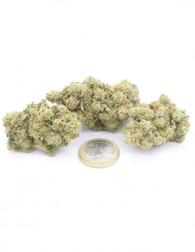 ak47 infiorescenza ak47 infiorescenza