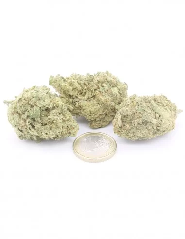 white widow infiorescenza white widow infiorescenza