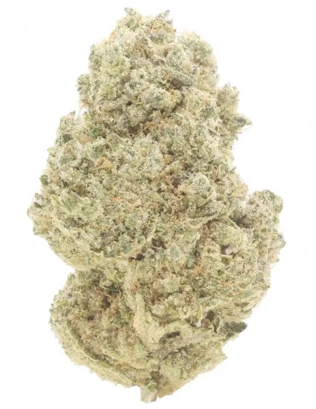white widow infiorescenza white widow infiorescenza