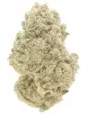 white widow infiorescenza