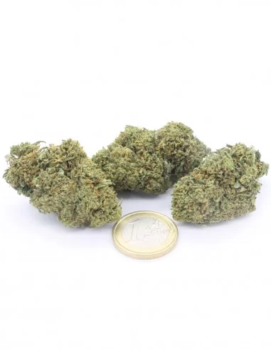 orange bud orange bud