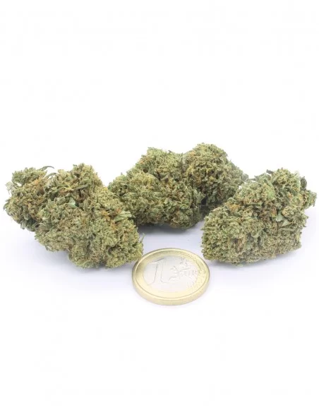 orange bud orange bud