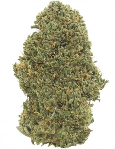 orange bud orange bud