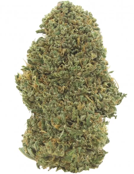 orange bud orange bud