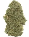 orange bud