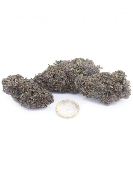 blueberry pie
