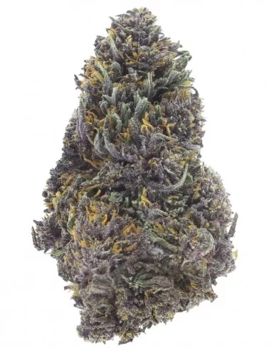 purple queen