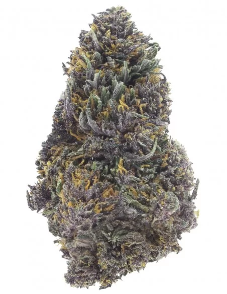 purple queen purple queen
