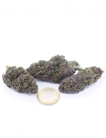 purple queen