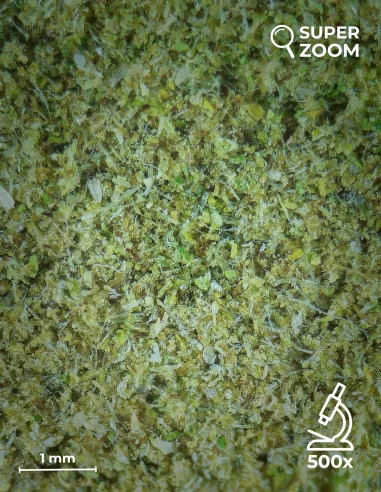 kief cbd zoom 500x kief cbd zoom 500x