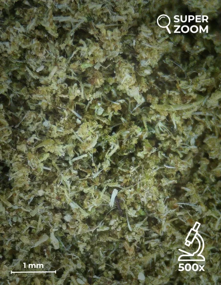 kief cbg zoom 500x