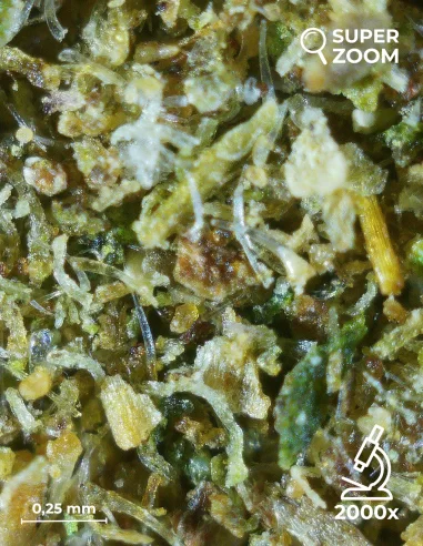 kief cbg zoom 2000x kief cbg zoom 2000x