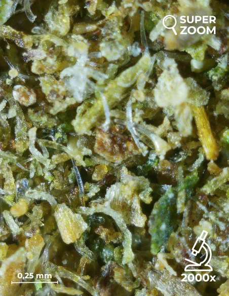 kief cbg zoom 2000x