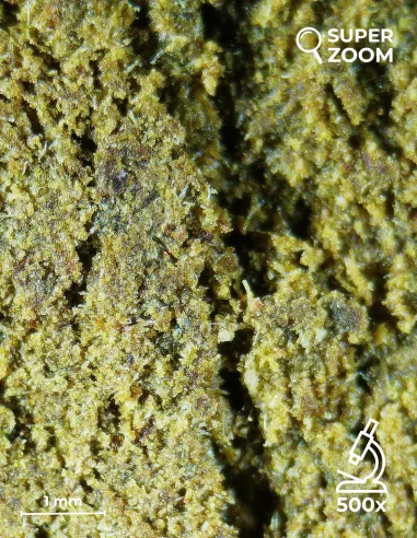 pollen 00 zoom 500x pollen 00 zoom 500x