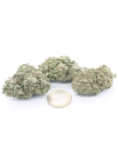 copy of Gelato 41 copy of Gelato 41