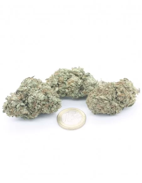 copy of Gelato 41