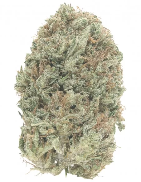 copy of Gelato 41