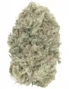 white cbg singola
