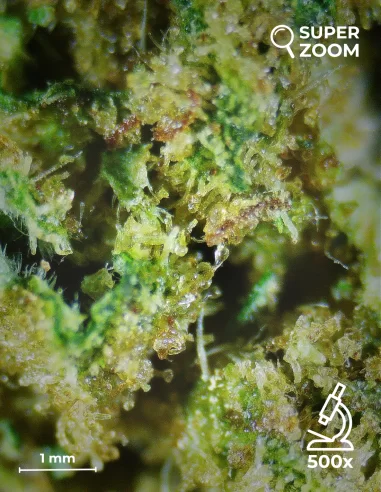 amnesia haze zoom 500x amnesia haze zoom 500x