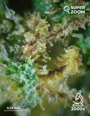 amnesia haze zoom 2000x amnesia haze zoom 2000x
