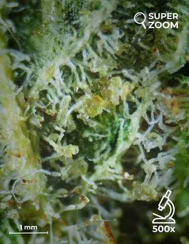 ak47 zoom 500x ak47 zoom 500x