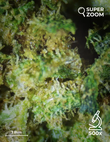 biscotti zoom 500x biscotti zoom 500x