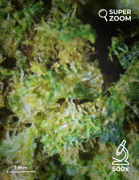 biscotti zoom 500x biscotti zoom 500x