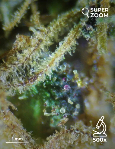 blueberry pie zoom 500x blueberry pie zoom 500x