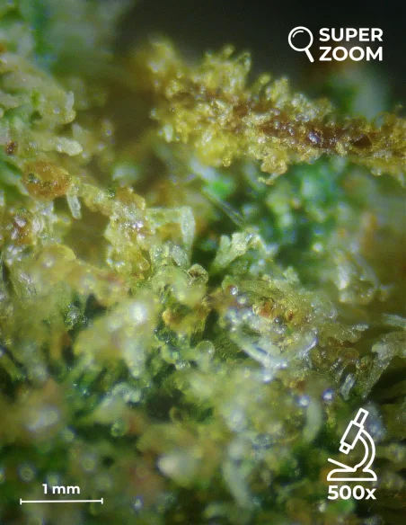 bubblegum zoom 500x bubblegum zoom 500x