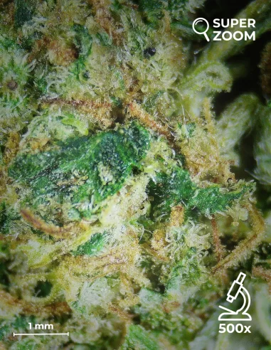 cheese zoom 500x cheese zoom 500x