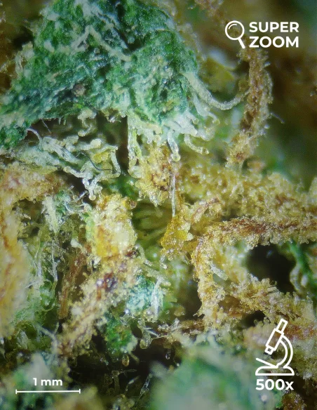 critical+ zoom 500x critical+ zoom 500x