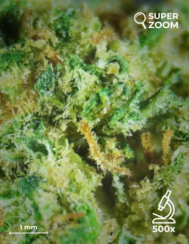 gelato zoom 500x gelato zoom 500x