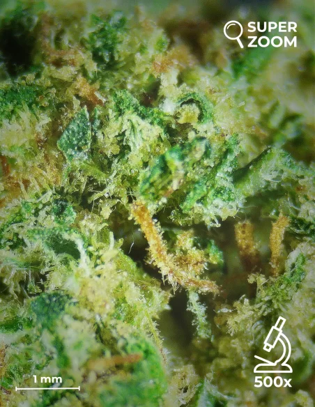 gelato zoom 500x