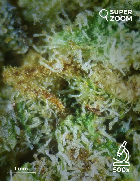 girl scout cookies zoom 500x girl scout cookies zoom 500x