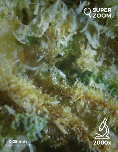 girl scout cookies zoom 2000x girl scout cookies zoom 2000x