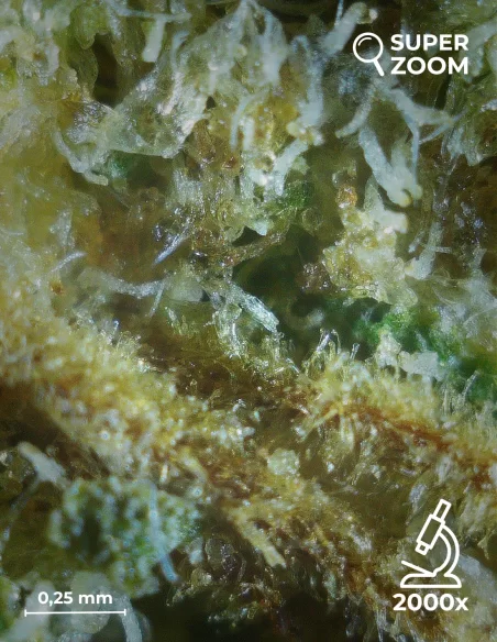 girl scout cookies zoom 2000x girl scout cookies zoom 2000x