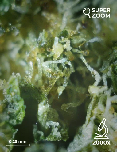 green apple zoom 2000x green apple zoom 2000x