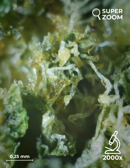 green apple zoom 2000x