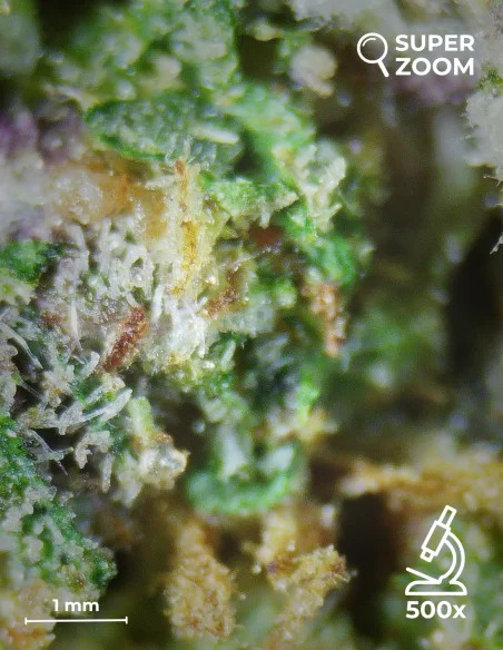 lime cookie zoom 500x lime cookie zoom 500x