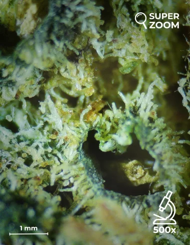 OG Kush zoom 500x OG Kush zoom 500x