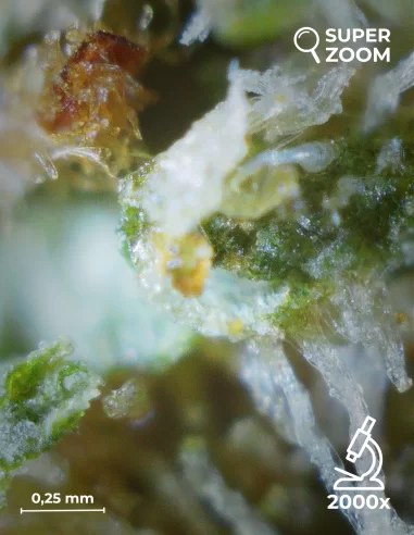 OG Kush zoom 2000x OG Kush zoom 2000x