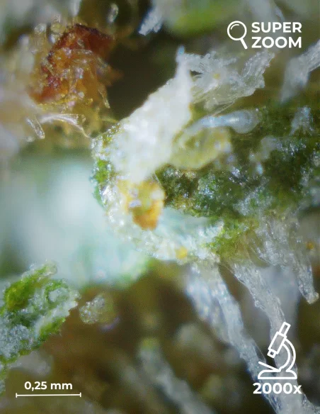 OG Kush zoom 2000x OG Kush zoom 2000x
