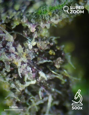 purple queen zoom 500x purple queen zoom 500x