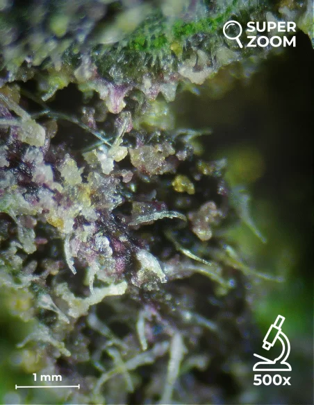 purple queen zoom 500x purple queen zoom 500x
