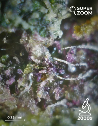 purple queen zoom 2000x purple queen zoom 2000x