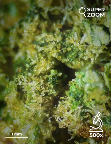 Strawberry zoom 500x Strawberry zoom 500x