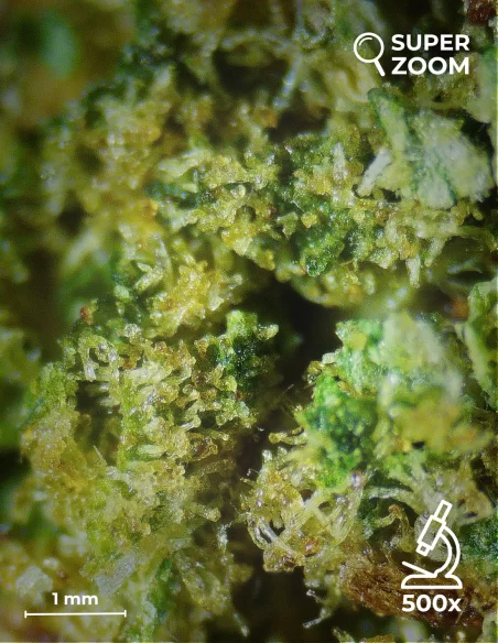 Strawberry zoom 500x Strawberry zoom 500x