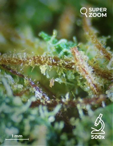 super lemon zest zoom 500x super lemon zest zoom 500x