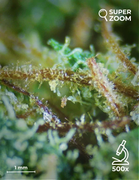 super lemon zest zoom 500x super lemon zest zoom 500x