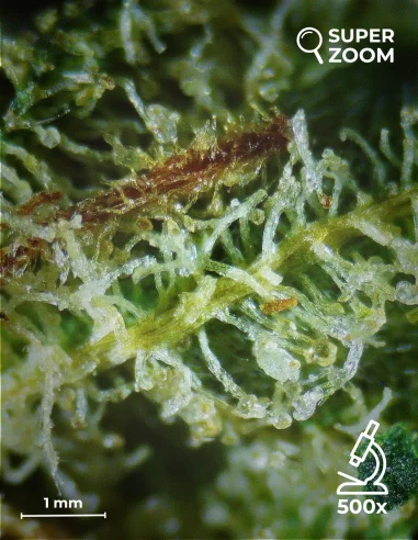 white widow zoom 500x white widow zoom 500x